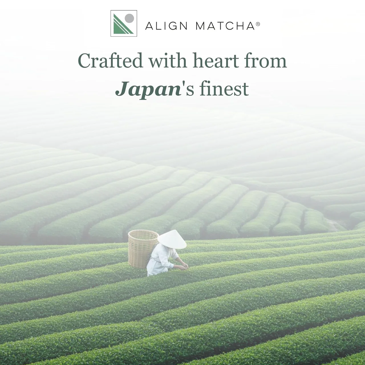 Align Matcha - Ceremonial Match | 50 g - Image 3