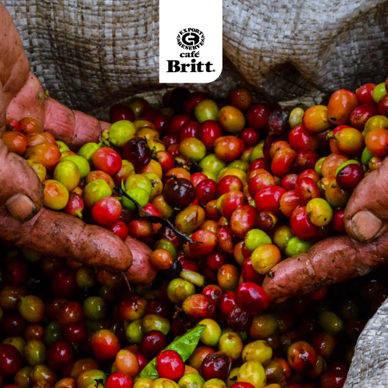 Cafe Bright - Costa Rican Light Roast Whole Bean Coffee | 340 g - Image 3