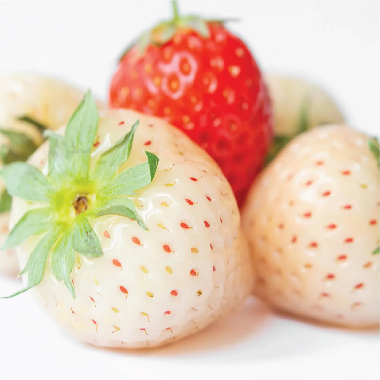 Olay - Fresh Outlast B3 Body Wash - White Strawberry & Mint | 650 mL - Image 3