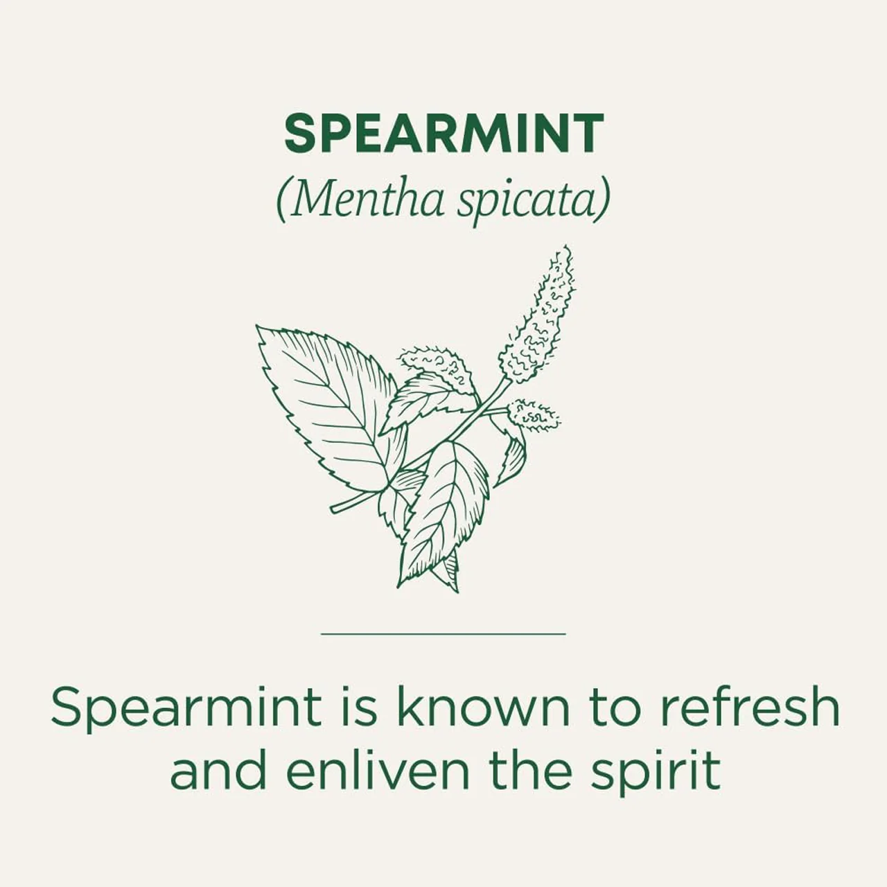 Traditional Medicinals - Organic Spearmint | 16 Tea Bags - Image 3